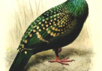 斑绿鸽选自《利物浦博物馆简报》，作者:Joseph Smit (2)