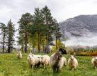绵羊挪威