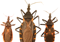 在美国发现的接吻昆虫的种类。Curtis-Robles等人，CC BY 4.0，通过维基共享