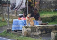 狗在巴厘岛