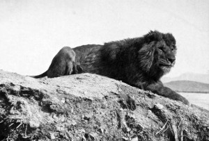来自阿尔及利亚的Barbary Lion（Panthera Leo Leo）。公共区域。