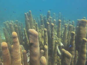 加勒比海的柱状珊瑚群落。