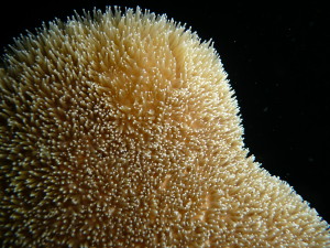 珊瑚柱的特写，露出触须。