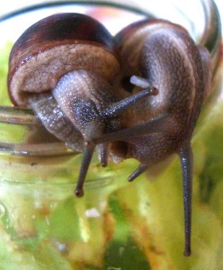求爱花园蜗牛 - 注意右侧蜗牛体内的爱人野蛮人。
