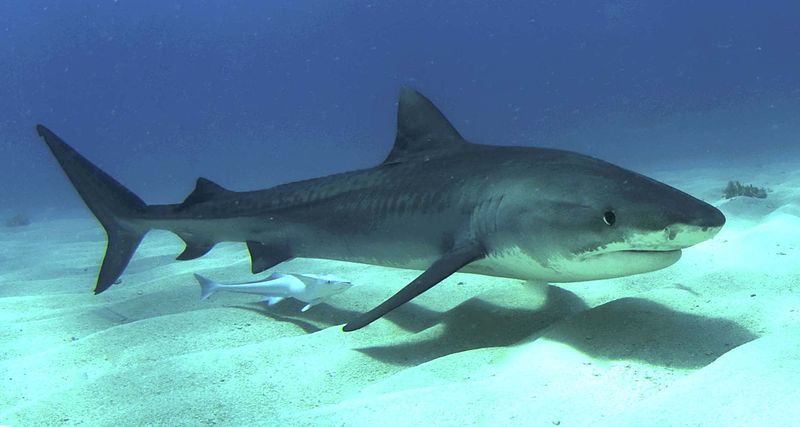 少年虎鲨，在巴哈马拍摄