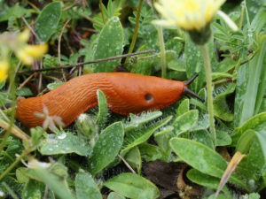 The red slug, Arion rufus, one of the species used in the study.