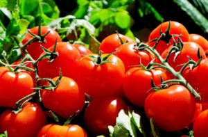 叶绿体可能有助于西红柿承受干旱的影响