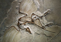 archaeopteryx_fossil.