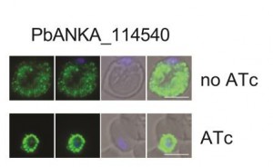 柏氏疟原虫PTEX的HSP101组分的诱导敲除(存在水四环素，ATc)。这种消融阻止了55kDa的输出进入宿主的红细胞细胞质(在没有ATc的情况下)，而是在寄生液泡中积累(图片由Tania de Koning Ward提供)。