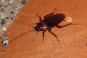一个热带蟑螂