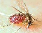 600年px-lutzomyia_longipalpis-sandfly