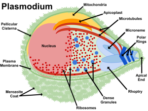 疟原虫细胞结构，包括顶端质体。（图片：wikicommons）