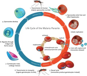 疟疾的生命周期。图片来自Klein 2013