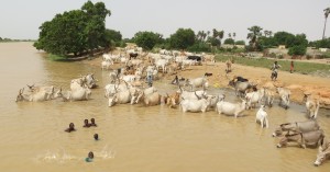 描述:在塞内加尔，动物和人类共享水源。控制人畜共患血吸虫病可能需要同时实施人类和动物治疗规划。照片来源是艾尔莎·莱热