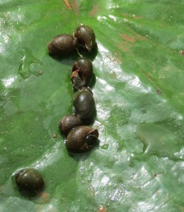 描述:在人和动物接触水的地点采集这些血吸虫的水生蜗牛宿主。照片来源是艾尔莎·莱热