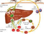 Fig. 1. Life cycle of malaria parasite, highlighting sporozoites (2) and their invasion of vertebrate hepatocytes (3). Figure from Hill 2011.
