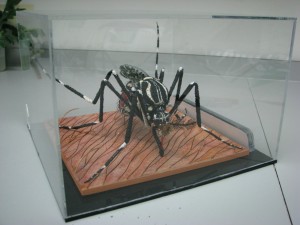 在业余时间，德里克（Derric）是一位艺术家，他制作了诸如巨型伊德斯（Aedes）埃及的模特。当我离开Oxitec时，我保留了他为我制作的小版本。