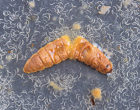 从蜡蛾尸体中出现的昆虫病原线虫。来源:https://commons.wikimedia.org/wiki/File Waxmothcadaverusda.jpg