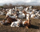 在boma_crop Banner_Goats