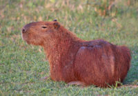 1920px-capybara_（hydrochoerus_hydrochaeris）