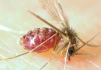 Lutzomyia_longipalpis-sandfly