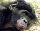 一只倭黑猩猩的脸看着摄像机。