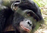 洛拉雅倭黑猩猩保护区的一只倭黑猩猩
