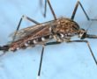 日本伊蚊成蚊。资料来源:詹姆斯·加萨尼，疾控中心，公共领域。
