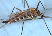 艾德斯·贾普尼库斯成人蚊子。资料来源：James Gathany，CDC，公共领域。