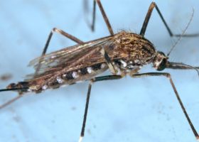 日本伊蚊成蚊。来源:James Gathany, CDC, Public Domain。