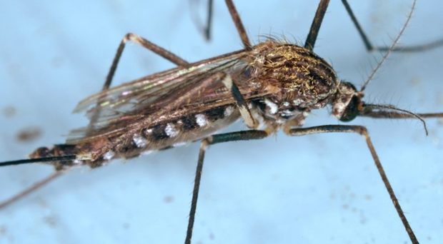 艾德斯·贾普尼库斯成人蚊子。资料来源：James Gathany，CDC，公共领域。