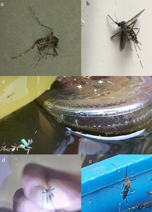 公民科学平台蚊子警报的用户提交的艾德斯·贾普尼库斯成年人的照片。资料来源：Eritja等，2019。