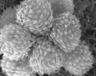 云杉菌落形成细胞的SEM图像