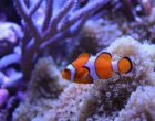 珊瑚礁中的小丑鱼
