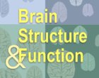 大脑结构和功能覆盖