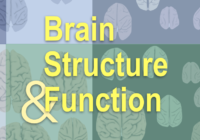 大脑结构和功能