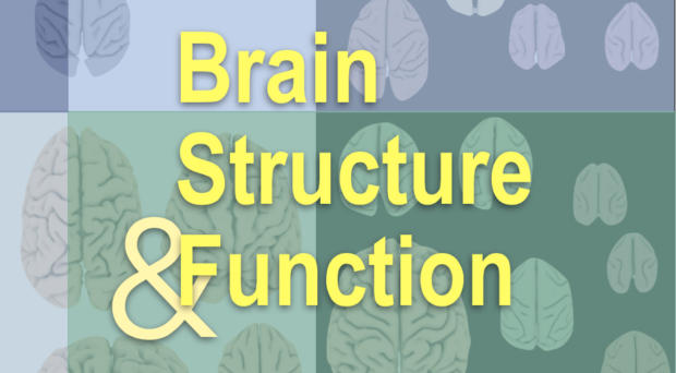 大脑结构和功能封面
