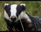 Badger by Killianwoods _template_university观察者_通过Wikimedia Commons公共领域
