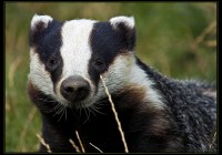 Badger By Killianwoods _Template_University观察员_通过Wikimedia Commons公开域