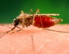 这张照片显示的是一个小按蚊，它是疟疾的传播媒介