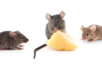 三只老鼠向一块奶酪跑去