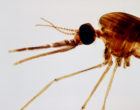疟疾mosquit负责人o,Anopheles maculipennis
