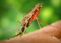Anopheles蚊子 - 公共领域CDC